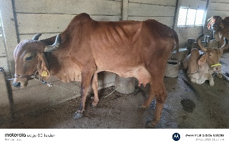 ગિર ગાય વેચવાની છે