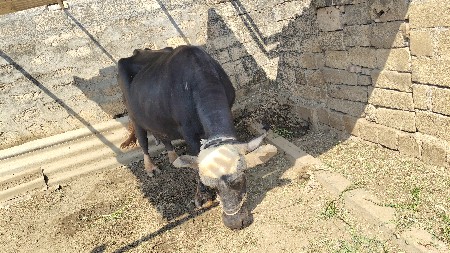 વેચવા