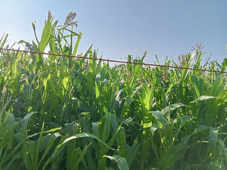 મકાય વેચવાની છે