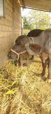 બીજુ વેતર વીયાની
