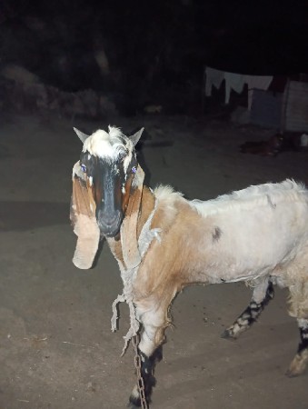 સારામા સારી બકરી નો બકરો છે