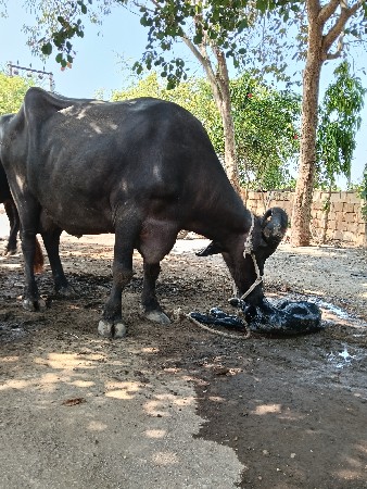 bhesh vechavani che