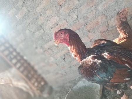અશીલ મુરઘો વેચવાનો છે