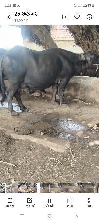 ભેંસ વેચવાની છે