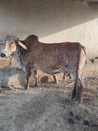 ગીર  ગાય વેચવાની છે
