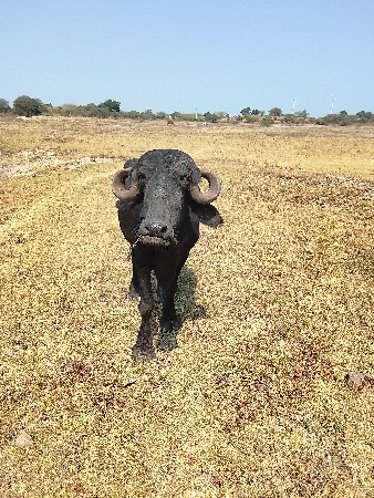 ખડેલી સાટે પાડો લેવાનો છે