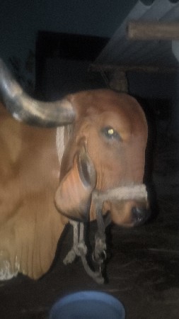 ગાય vechvani se 4 vetar