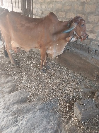 ગાય વેચવાની છે