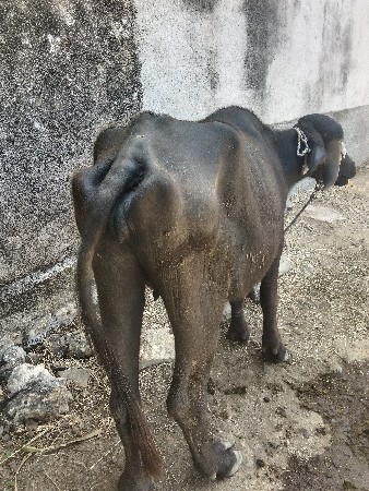 ખડેલી