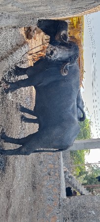 1.5 મહિના ની ગાભણ