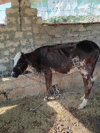 આ બે ઓડકા વેચાણ માટે સે