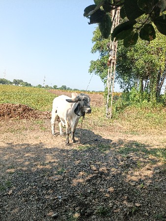 khut lidlo vechvano 6