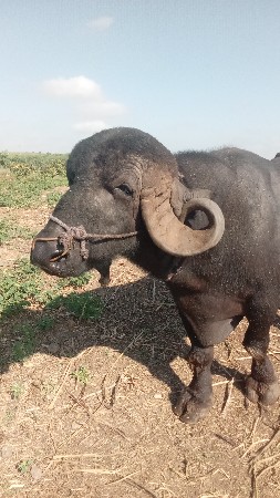 પાડો