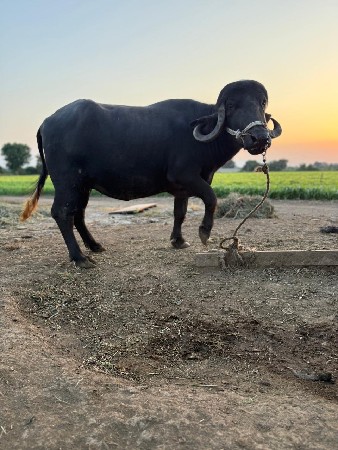 ભેંસ વેચવા ની છે