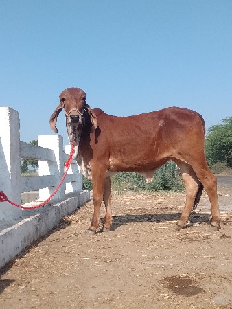 ગીર વાછડી વેચવાની છે
