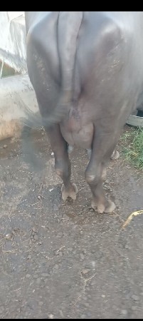 bhesa vach vani saaa 3