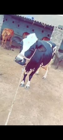 ગાય