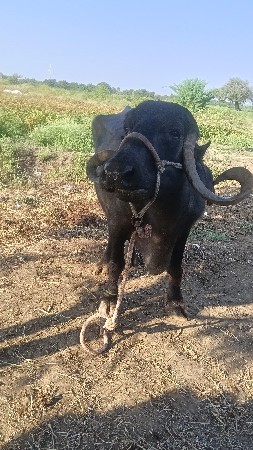 આ ભેંસ વેચવાની છે