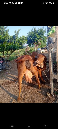 આ ગાય વેચવાનિ છે