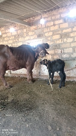 ભેસ  4 વેતર