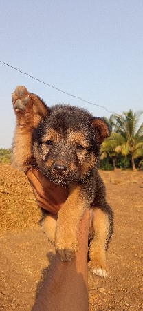 જર્મન શેફર્ડ ડોગ