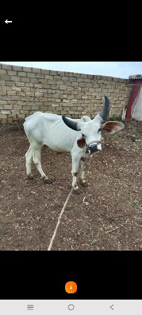 આ ગોટલો વેચવાનો છે
