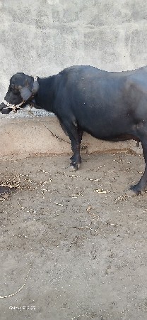 ભેસ વેચવા ની છે