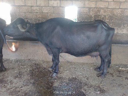 ભેંસ વેચવાની છે
