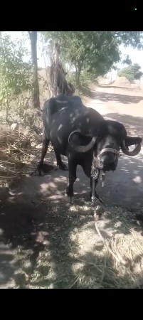 ભેંસ વેચવાની છે