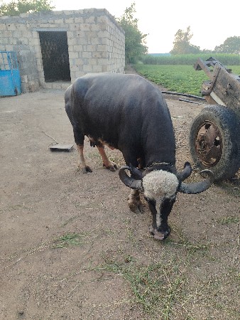 ભેંસ વેચવાની છે