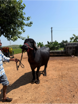 ભેસ વેચવાની છે