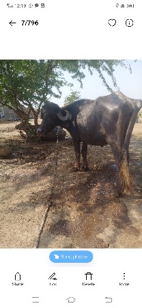 બે ખાંડેલા વેચવાના છે