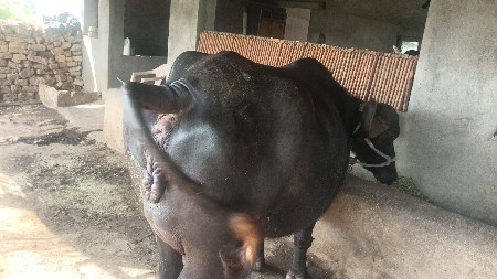 ભેંસ વેચવાની છે