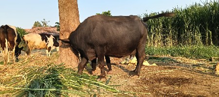 3 વેતર છે આગલા વેતર 8 લિટર દુધ