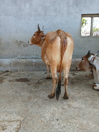 ગાય વેચવાની છે