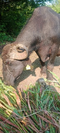 આ ભેંસ વેચવાની છે