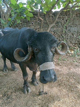 ભેંસ વેચવાની છે