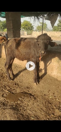 બેવપા ડી વેચવાની છે