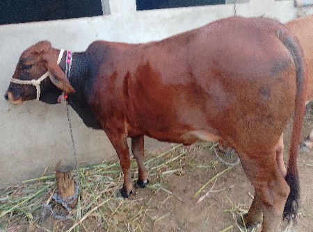 HF ક્રોસ પેલું વેતર