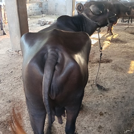 ૪૫ દિવસનિ કાભણ ભેસ