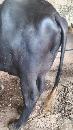 ભેંસ વેચવાની છે