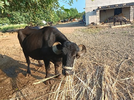 આ ભેંસ વેચવાની છે