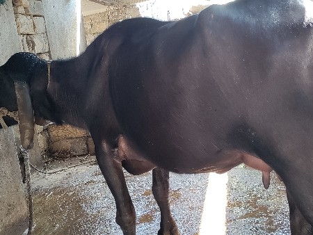 બે ખડેલી વેચવાની છે પેલા વેતરની