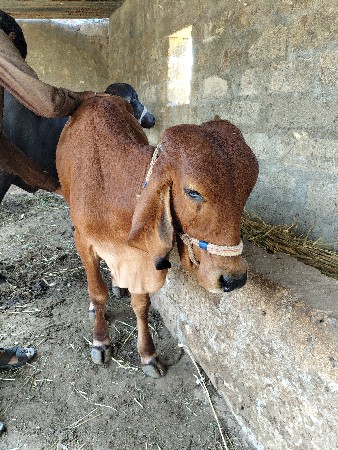 ગીર વાછડી વેચવાની છે.