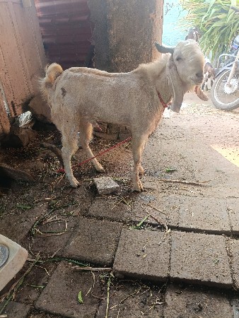 વાઈટ બકરો