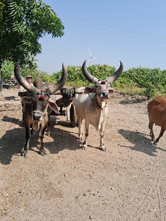 વેચવાના