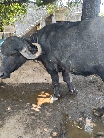 ખડેલુ વેસવાનું