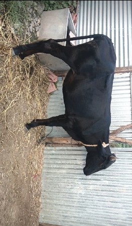 gir Cross કિંમત ફિક્સ રહેશે