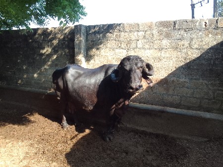 જાફરાબાદી ભેંસ