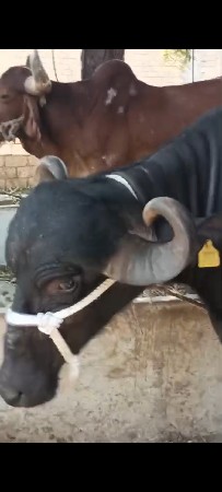 ભેશવેચવાનીછે